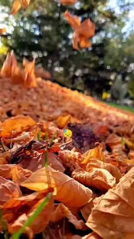 Mention your life partner ❣️  #lovestute❤️❤️ #viewsproblem😭 #100kviews #fypviral #dontunderreviewmyvideoplzztiktokteam🥺😭 