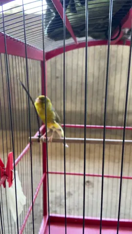 Amunisi #kenarimaniaindonesia #kenari #f1 #f1ys 