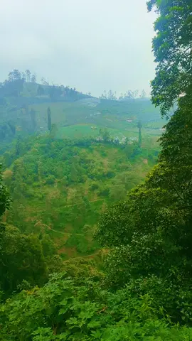 🍃@amixamrhesa 