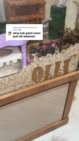 Membalas @kookie the Hams 🐹   Beneran jadi Olli nih 🤣🤣 #hamster #syrian #pets #fypシ #hamster_team🐹 #hamster_team🐹 #PetsOfTikTok #fyppppppppppppppppppppppp 