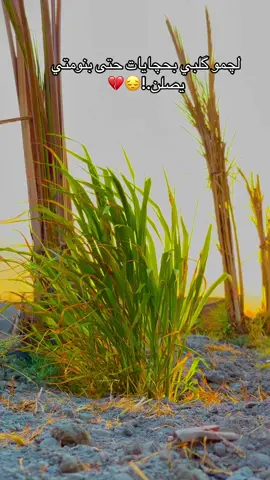 لچمو گلبي بحچايات حتى بنومتي يصلن#عبارات_جميلة_وقويه😉🖤 #عبايات #عبارات_حزينه💔 #عبارات #اكسبلورexplore 