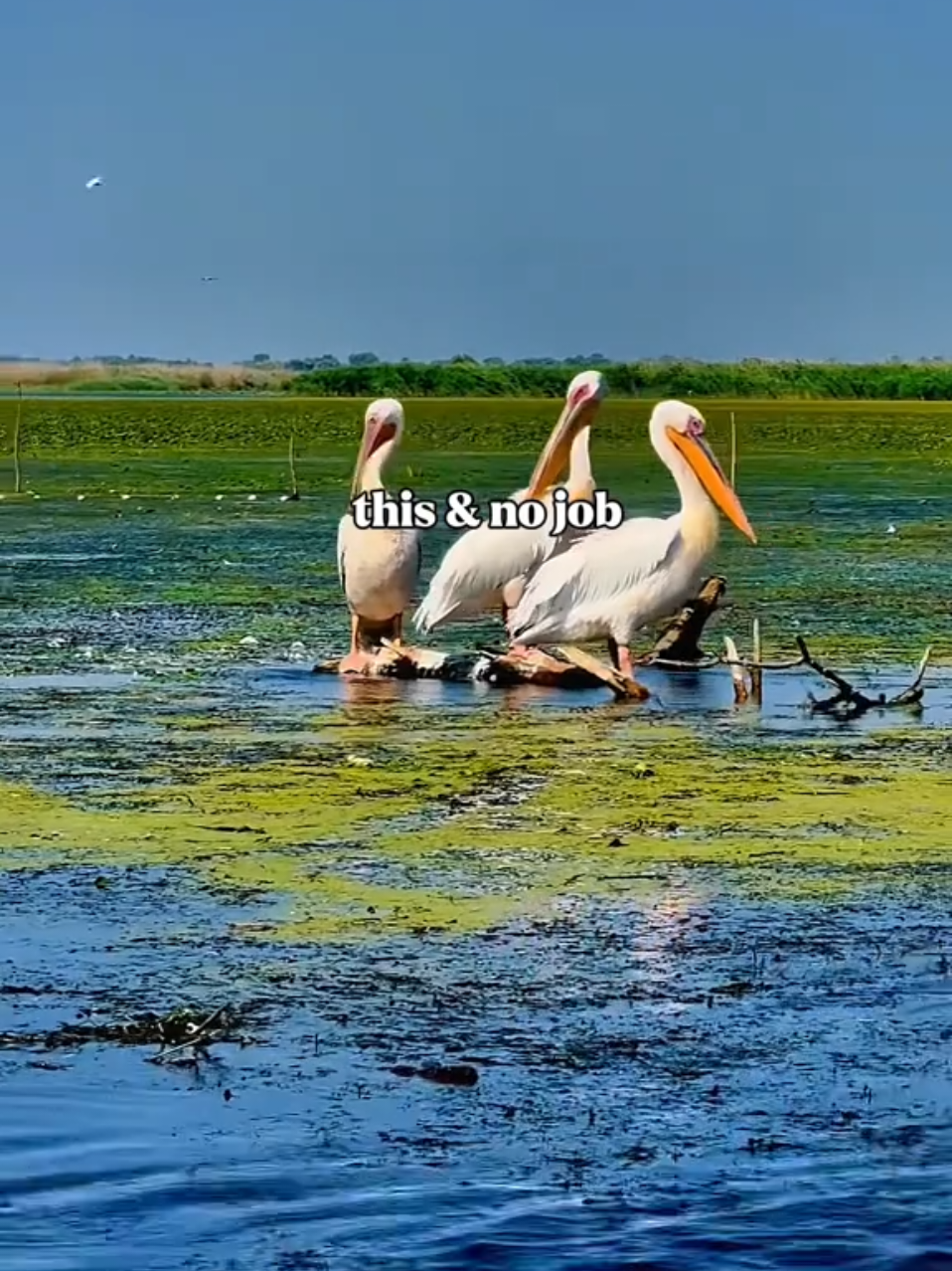 Discover Romania 🇷🇴❤️ #Romania #Delta #Brașov #Bucharest #romanian 