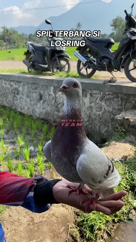 LOSRING BERHADIAH😋#fyp #xybca #4u #ppmbsiindonesia #merpatilovers 