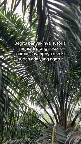 Memainkan egreg pada sawit dodosan sama dengan bertarung dengan dunia dengan gaji kuli harian#fyp #fypシ゚ #fypage #fypシ゚viral #fouryou #fypdongggggggg #sawit #petanimudasukses 