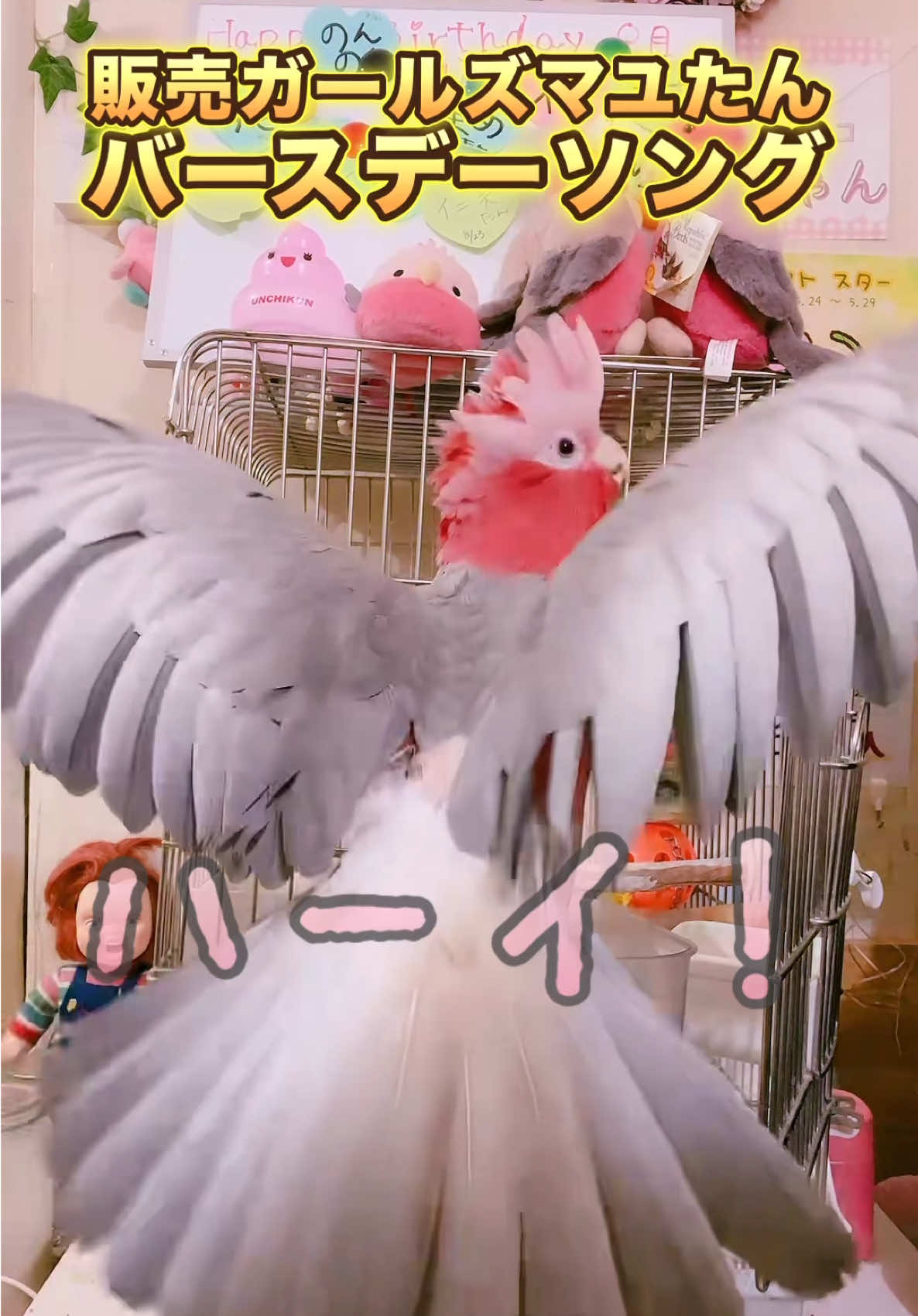 【踊る鳥】誕生日プレゼントは［歌＋ヒコーキ］の予定だったのに😅🙏 販売ガールズマユたんお誕生日おめでとう🎈 いつも支えてくれてありがとう😘 続きはまた明日ね♡ #踊る鳥 #ヒコーキポーズ #誕生日プレゼント #ノリノリソング #モモイロちゃーちゃん フォロー忘れずにね♡ 💖うんちを事前に教えてくれる!? 世にも珍しい鳥w モモイロインコの「ちゃーちゃん」💖 幼児並みの会話力と頭脳を持つ、ユニークで賢いインコです🐥✨ 毎日笑いと癒しをお届け♪ ちゃーちゃんに興味のある方は以下もよろしくです♡ 毎日TikTok・ポコチャ生配信🌟 www.tiktok.com/@kaop__with__cha_chan 毎日夜20:30〜配信 休日は不定期 火曜の夜はサブスク限定配信♡ オプチャでお知らせします📢 LINEオープンチャット「かおＰ＆ちゃーちゃん🩷🩶🪽配信のお知らせ」 https://line.me/ti/g2/ztqzRNXTsks_0VhtHHEecgC9o2udLb7NMYgAPQ?utm_source=invitation&utm_medium=link_copy&utm_campaign=default  YouTubeも毎日チェックしてね♡ https://www.youtube./@Kaop__with__cha_chan 🌟オリジナルグッズ販売　オリラボ🌟 https://market.orilab.jp/user/66176db3320d7 『オリラボ モモイロちゃーちゃん』で検索🔍 紹介コード「59F7D」で5%引き（初回1回限り） 🌟オリジナルアイテム通販 ∞ SUZURI（スズリ）🌟 https://suzuri.jp/kaop__with__cha_chan  🌟LINEスタンプ発売中🌟  『モモイロちゃーちゃん』で見つけてね♡ 🌟赤ちゃんとママの為の親子教室開催🌟 2025.9.28〜全4回 イヤイヤ期のお子さんにお困りのママちゃん！一緒に楽しく解決しましょ😉 https://ameblo.jp/baby-kaop/entry-12377202072.html