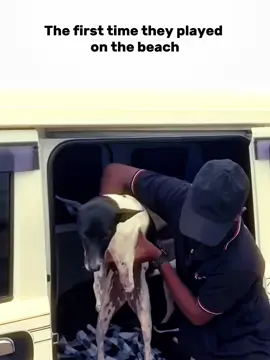 Every little life has a value 🐶❤️‍🫶 @බව්බව් Baw Baw Animal Welfare | They are the original owners of the video and all due respect. 💯🫡 #fyp #fypシ゚ #srilankan_tik_tok🇱🇰 #1m #kazza #dog #pets #bawbawanimalwelfare 