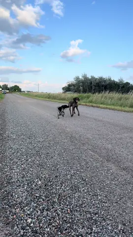 LAST ONE TO THE FIELDS IS A ROTTEN GSP! 🐶🐶💨💨 #gsp #germanshorthairedpointer #dogsoftiktok #dog #fyp 