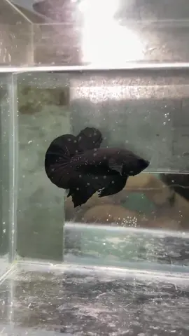 HMPK - SUPERBLACK 🤩🤩 #cupanghiasindonesia #hmpk #super #black #bettafish 