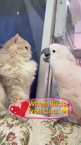 Birds Outsmarting Cats?! 🐦💨 Follow us! 💕  #cats #birds #kitty #pets 