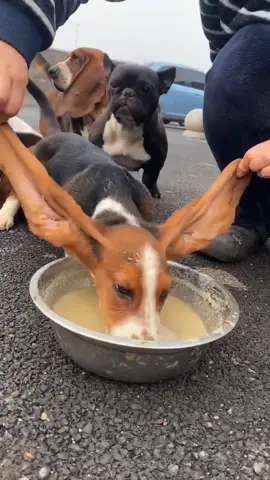 Beagle #dogs #crazydog #dogsoftiktok 