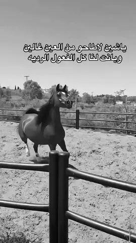 #خيل_وخياله🐎 #fyp #viral #اقتباسات #اكسبلورexplore 