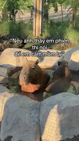Nếu thấy em phiền thì nói #VinWonders #GreenCreator #dulich #jhcefv9 
