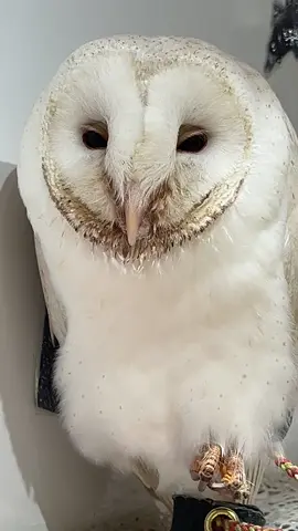眠いときのめんめん、別の生き物感がある…！それにしてもまるい #フクロウ #owl #フクロウカフェ #owlcafe #動物カフェ 