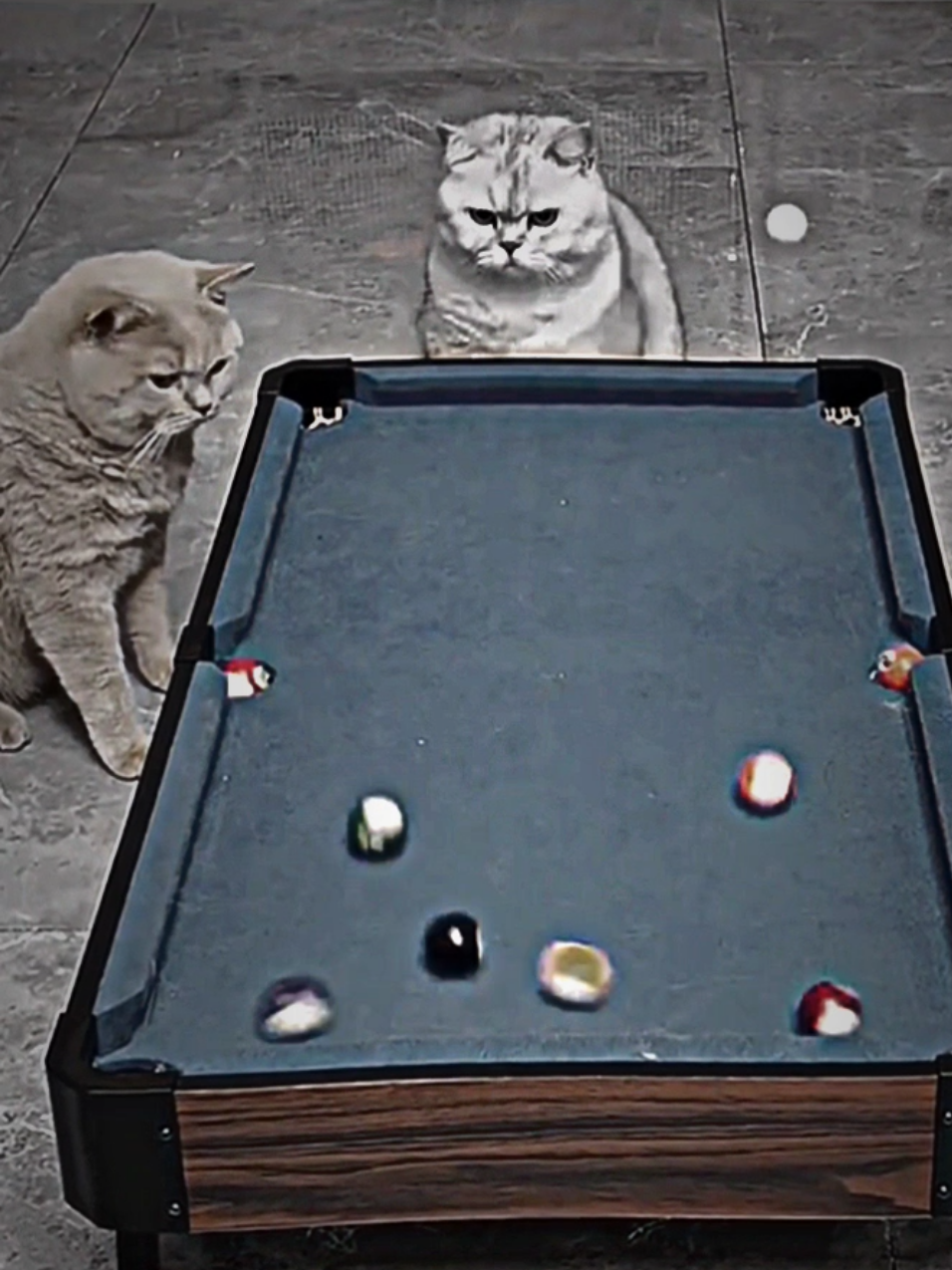 Coolest cat🤣🤣 #fyp #viraltiktok #viralvideo #cat #_alphakapogi 