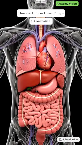 how human heart pumps  #aiart #ai #anatomy #3danimation 