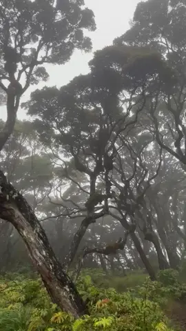 singggalang+kabut #pendaki#pendakiindo #gunung#singgalang#2877mdpl⛰️ 