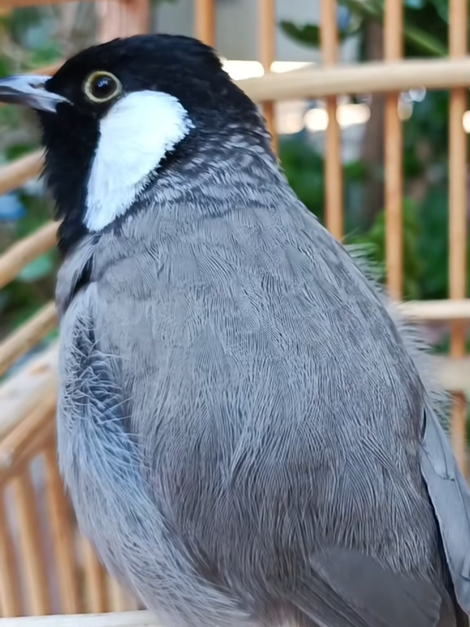 صوت بلبل تغريد بلبل #تغريد_بلبل #صوت_بلبل #بلبل_ابيض_الخدين_العراقي #بلابل_كرار #بلابل_الدوره 