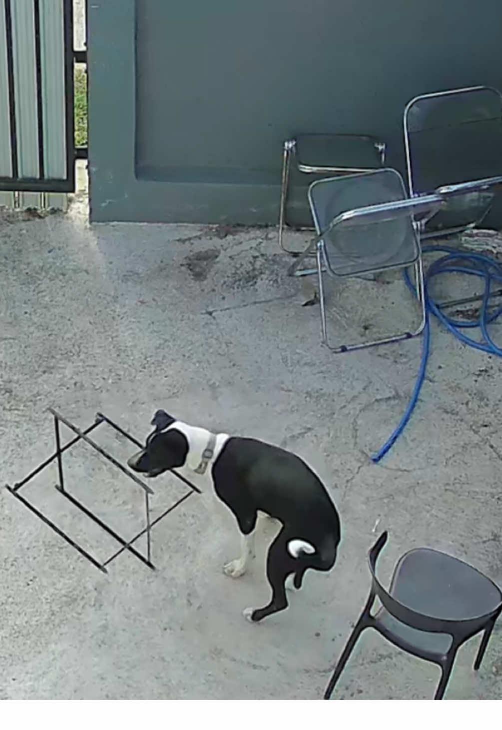 หมาที่ตื่นเช้าคือหมาที่ขยันทำงานทำการ นะครับ🤣 #ร็อคเก็ตหมาเกาะหมุย #หมาตลก #หมาพูดใต้ #หมามึน #หมาน่ารัก 