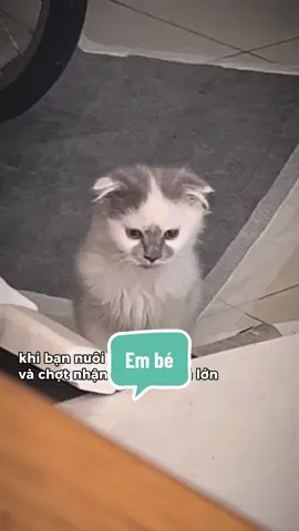 Vẫn là em bé 🦁. . . #catsoftiktok #meo #PetsOfTikTok #pet #banhpia 
