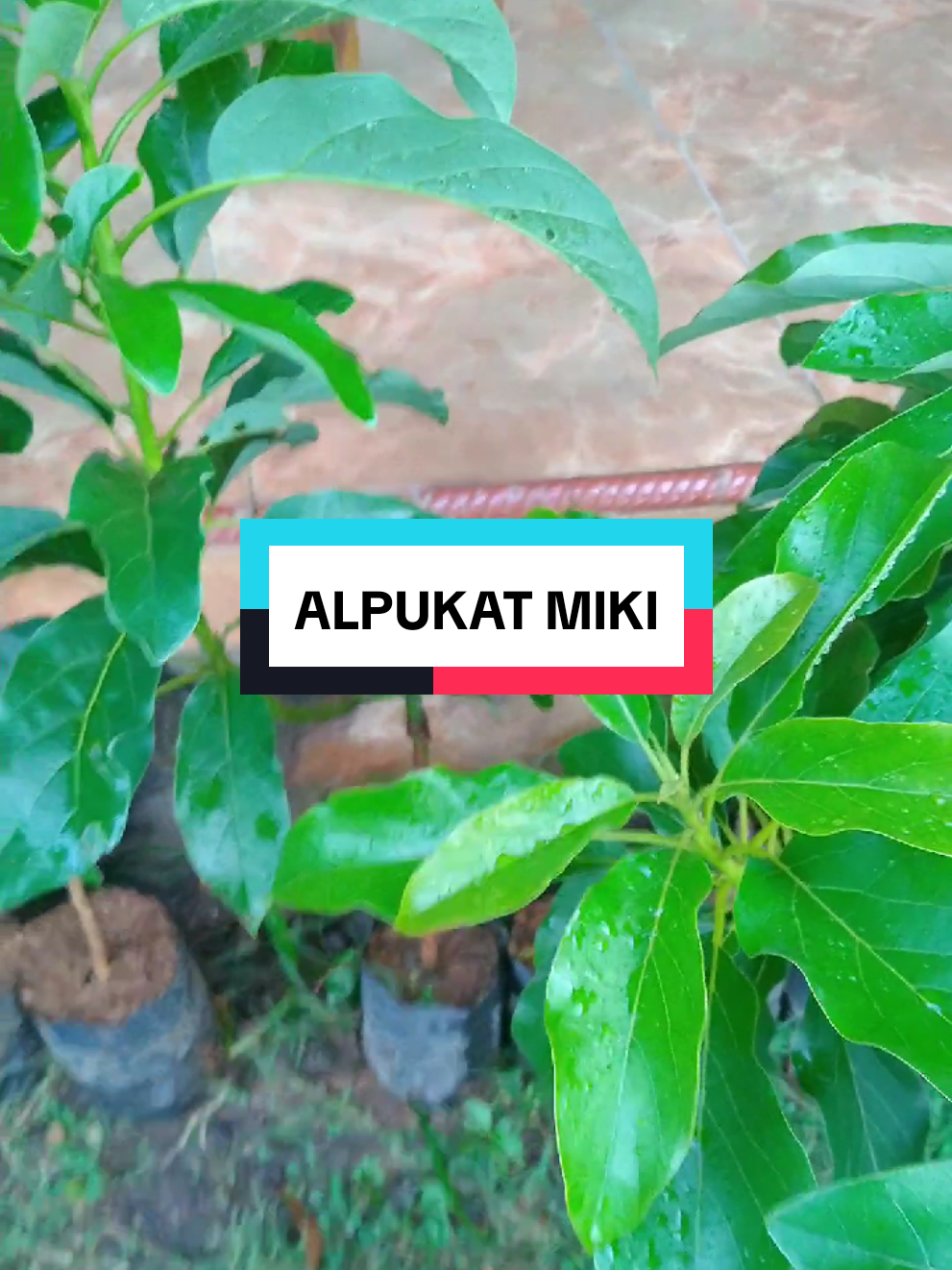 bibit siap tanam alpukat miki hasil okulasi atau sambung pucuk. #alpukat #alpukatmiki #bibitalpukat #bibitalpukatokulasi#alpukataligator 