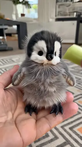 Baby Penguin Loves Jelly 🍭 #babyanimals #adorable #pet #penguin #funny 