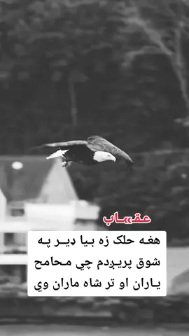 #پشتون_تاجیک_هزاره_ازبک_زنده_باد🇦🇫 #ملتیا_مې_وکړئ📚 #100kviews✔️ #1millionaudition #💔🥀 #LanguageLearning @🦅 𓆩★شوخ هلک★𓆪 🇦🇫 @♧{{❤عـقابووشــهـزادګـــ❤️ }} ♤ @ضــدی نـنگـرهـاری 