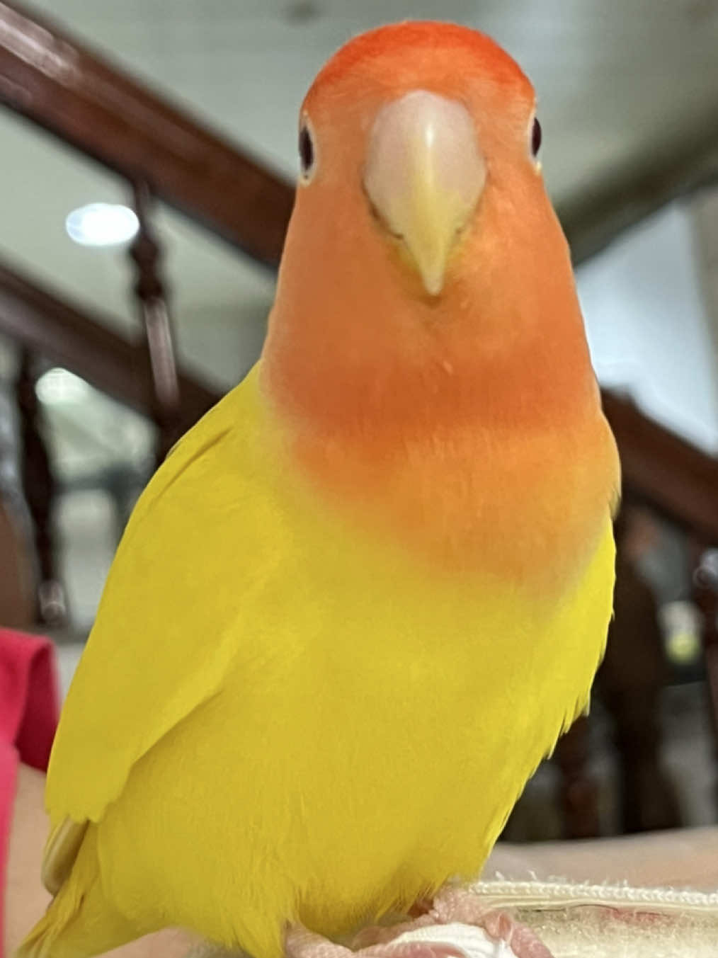 Typical mango behavior 🤣🤣#birds #fyp #pet #PetsOfTikTok #lovebirds 