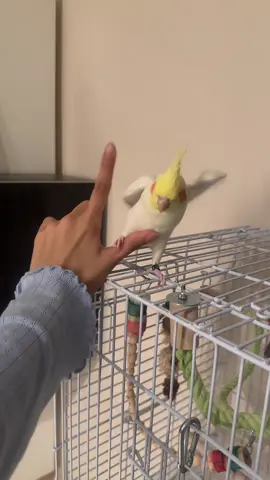 L is for لادعس عليك🤣 #fyp #cockatielsoftiktok 