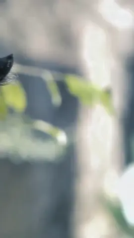 Macan kumbang mengacu pada kondisi melanisme (kulit gelap) pada macan tutul (Panthera pardus) atau jaguar (Panthera onca) karena kelebihan pigmen melanin, sehingga mereka memiliki bulu hitam yang pekat meskipun pola totolnya masih ada. Macan tutul jawa yang mengalami melanisme adalah salah satu jenis macan kumbang yang ditemukan di Indonesia. Macan kumbang dewasa memiliki ukuran tubuh ramping, otot kuat, kemampuan berenang, dan penglihatan baik dalam gelap, menjadikannya pemburu yang handal di habitat hutan lebat.  Ciri-Ciri Fisik Warna Kulit: Meskipun berbulu hitam, pola totol khas macan tutul masih terlihat jelas di bawah cahaya terang.  Ukuran: Ukuran macan kumbang sama dengan macan tutul atau jaguar pada umumnya, namun subspesies macan tutul jawa cenderung berukuran lebih kecil.  Karakteristik Tubuh: Memiliki tubuh ramping, otot kuat, dan kaki pendek.  Adaptasi dan Kemampuan Penyamar: Bulu hitamnya membantunya menyamar dengan baik di hutan gelap, dan ia mampu berenang. Penglihatan: Memiliki penglihatan yang baik dalam cahaya rendah, karakteristik umum semua spesies kucing. Kemampuan Berburu: Predator yang tangguh, dapat berburu secara individu dan berenang untuk menangkap mangsa. Habitat dan Persebaran Hutan Tropis: Macan kumbang (melanistik) umumnya hidup di hutan tropis yang lebat.  Indonesia: Di Indonesia, macan kumbang merujuk pada macan tutul Jawa yang mengalami melanisme.  Taman Nasional: Keberadaannya ditemukan di berbagai kawasan konservasi seperti Taman Nasional Gunung Halimun Salak (TNGHS).  Status Konservasi  Terancam Punah: Macan tutul, termasuk macan kumbang, tergolong spesies yang terancam punah dan dilindungi. Perdagangan: Dilarang dalam segala bentuk perburuan dan perdagangan internasional. #macankumbang #Blackpanther #binatang #hewan #fyp 