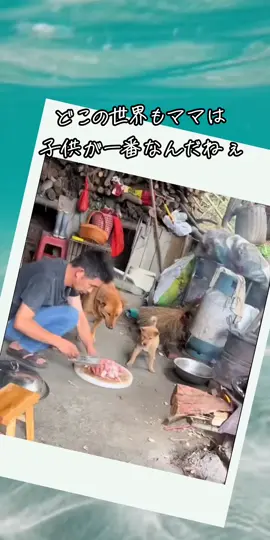 🥹#犬 #親子#奇跡の瞬間 #おもしろ #明日でいいや 