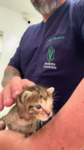 Experimente curar alguma coisa . #saúdeanimal #bemestaranimal🐕🐾🐈 #medicinaveterinária #medvet 