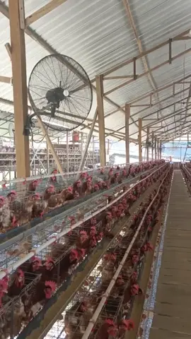 #fyp #foryou #Bisnisviral #bisnisautopilot #TitipTernakAyampetelur 