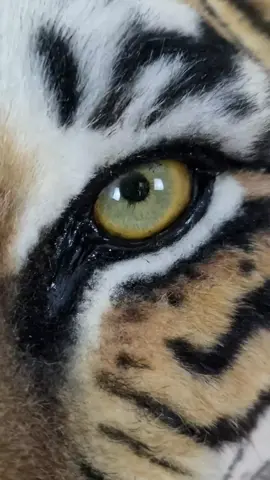 Life-size tiger sculpture made from 100% synthetic materials without animal products. One-of-a-kind handmade art! We are open for your commissions! #sculpture #softsculpture #art #handmade #decorideas 