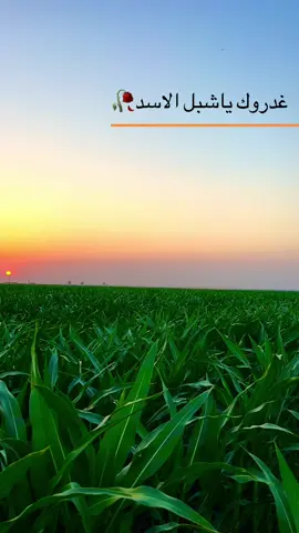 #نبع#الطيب #السعودية #العراق #مشاهير_تيك_توك 