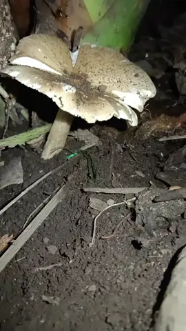 Termitomyces mushroom #mushroom #fungi 