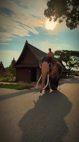 #พ่อพลายเอกชัย #ความสุขของพ่อพลายเอกชัย #ยามเย็น #พระอาทิตย์ตก #plaiekachai 