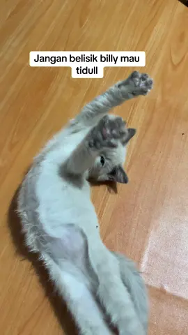 My sweetie pie ❤️❤️ #catlovers #rescuecat #kucinglucu #kittenlucu #kucinggemas 