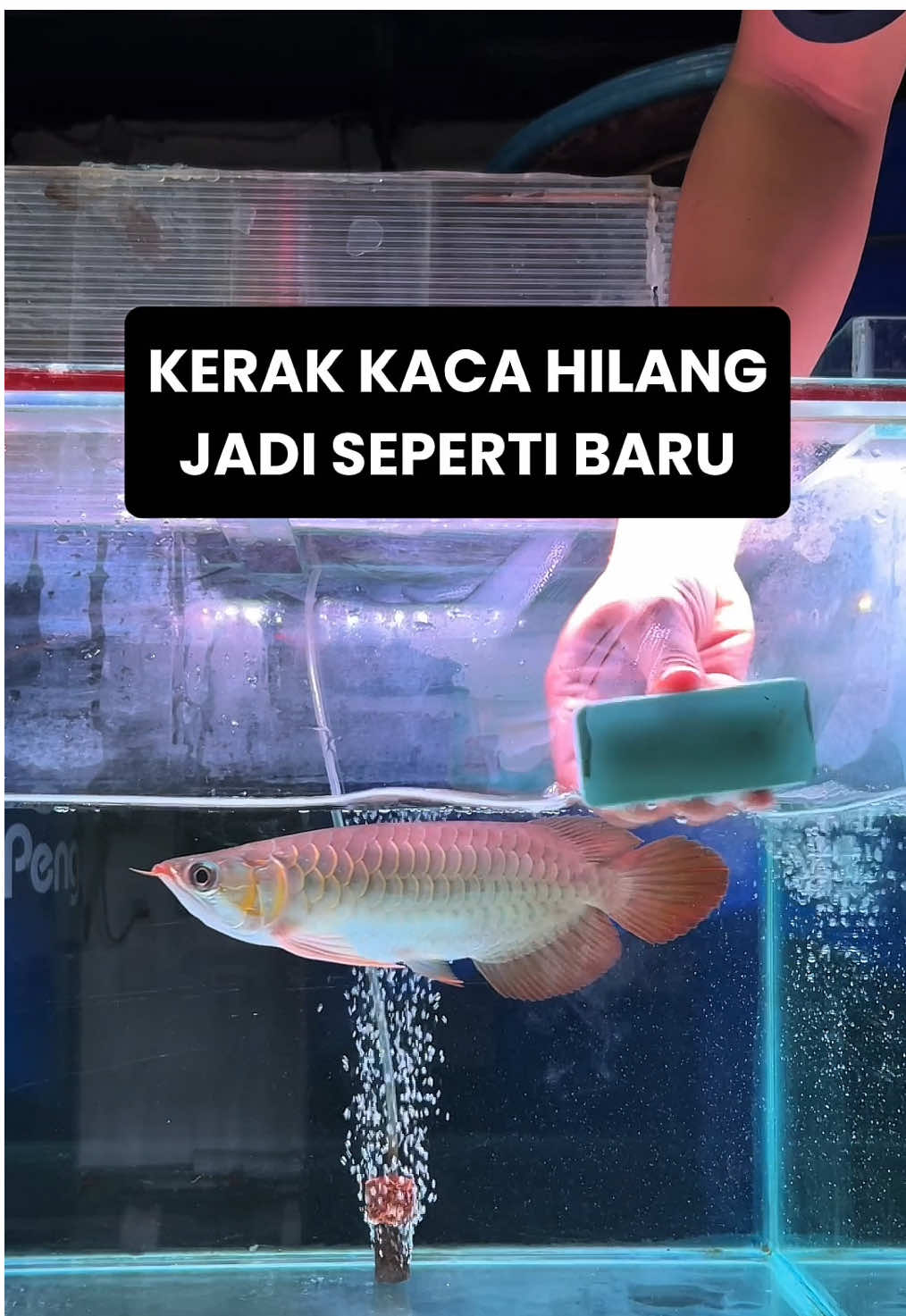 Gosok kerak kaca akuarium dengan busa ajaib, efektif membersihkan kerak kaca aquarium kalian dirumah, ini adalah salah satu cara membersihkan kerak aquarium versi mas kribo #aquarium #pembersihkerakaquarium #akuarium #sponsajaib #pembersihkerak 