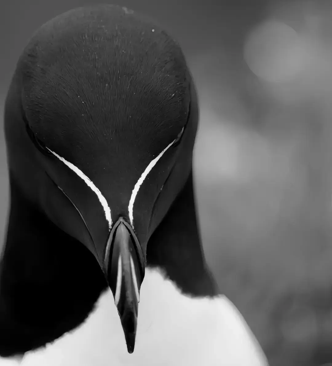 Razorbill bird 🥀 #mogger#razorbillbird#darktriad#brutal#fyppppppppppppppppppppppp 