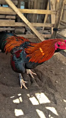 bewok gtg#peternakmuda #peternakayambangkok 