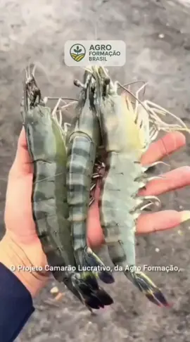 🦐 Eles crescem na água... e colocam dinheiro no seu bolso! 💰 Com um sistema simples, que cabe no quintal de casa, você pode começar sua própria criação de camarões e transformar um espaço esquecido em uma nova fonte de renda.