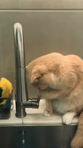 ඔය වැඩිපුරම කැමති මොන 