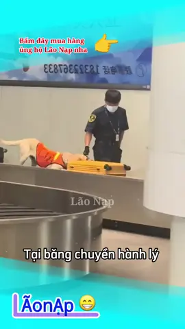 Tịch thu hết 🤣 #laonap 