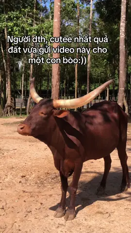 #VinWonders #GreenCreator #dulich #vinpearlsafariphuquoc 