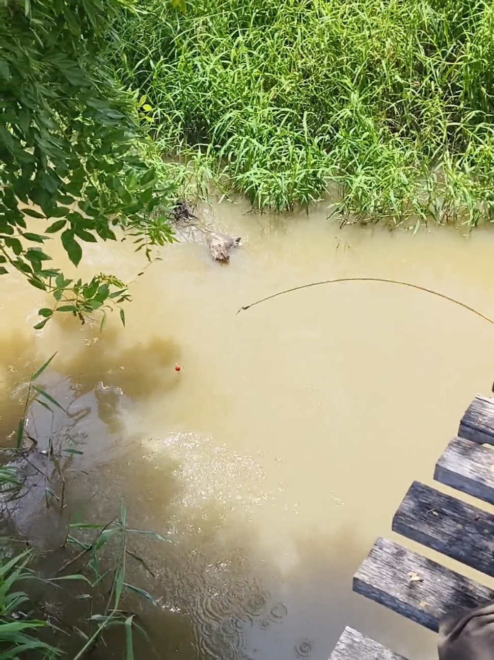 Pasang bubu sambil mancing ikan betok #mancingbetok 