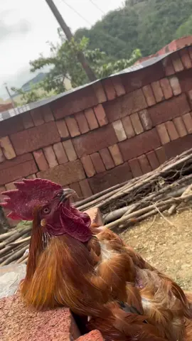 #意想不到的结局 #意想不到的结局 #LanguageLearning 