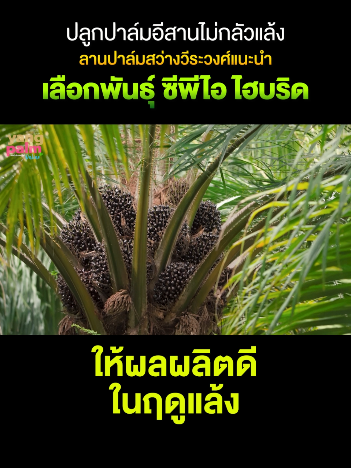 3/3 ปลูกปาล์มอีสานไม่กลัวแล้ง #ปาล์มน้ํามัน #ซีพีไอไฮบริด #อุบลราชธานี 