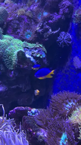 Зрозумій суко! #мем 