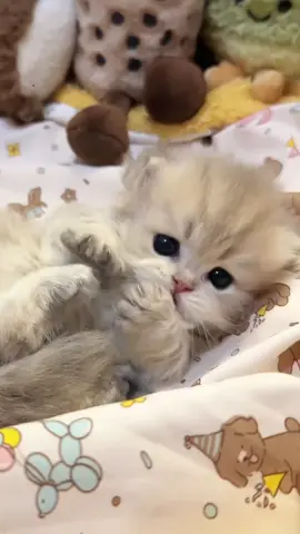 かわいい🥰🥰🥰 #猫 #猫可愛い #癒し動物 #ペット #猫好き 