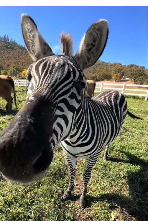 Happy zebra 🦓 #animals #happy #zebra #foryou 